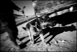 Sniffer dog training, Nangarhar, Afghanistan